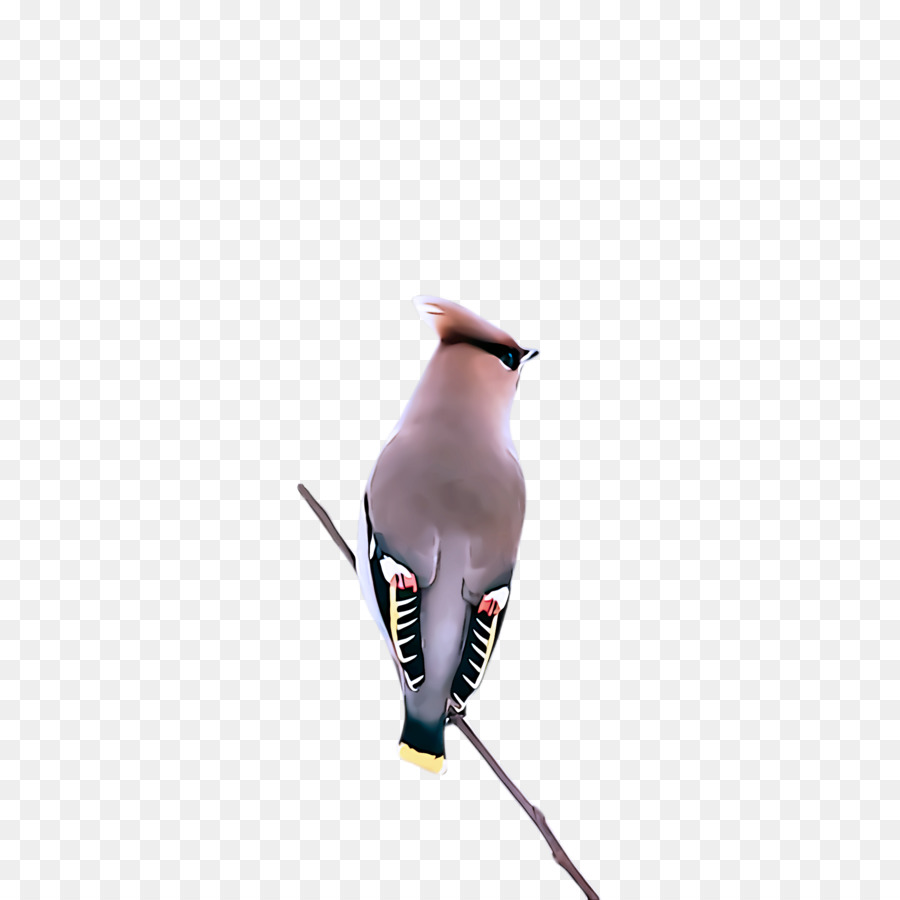 واكوينغ，الارز Waxwing PNG