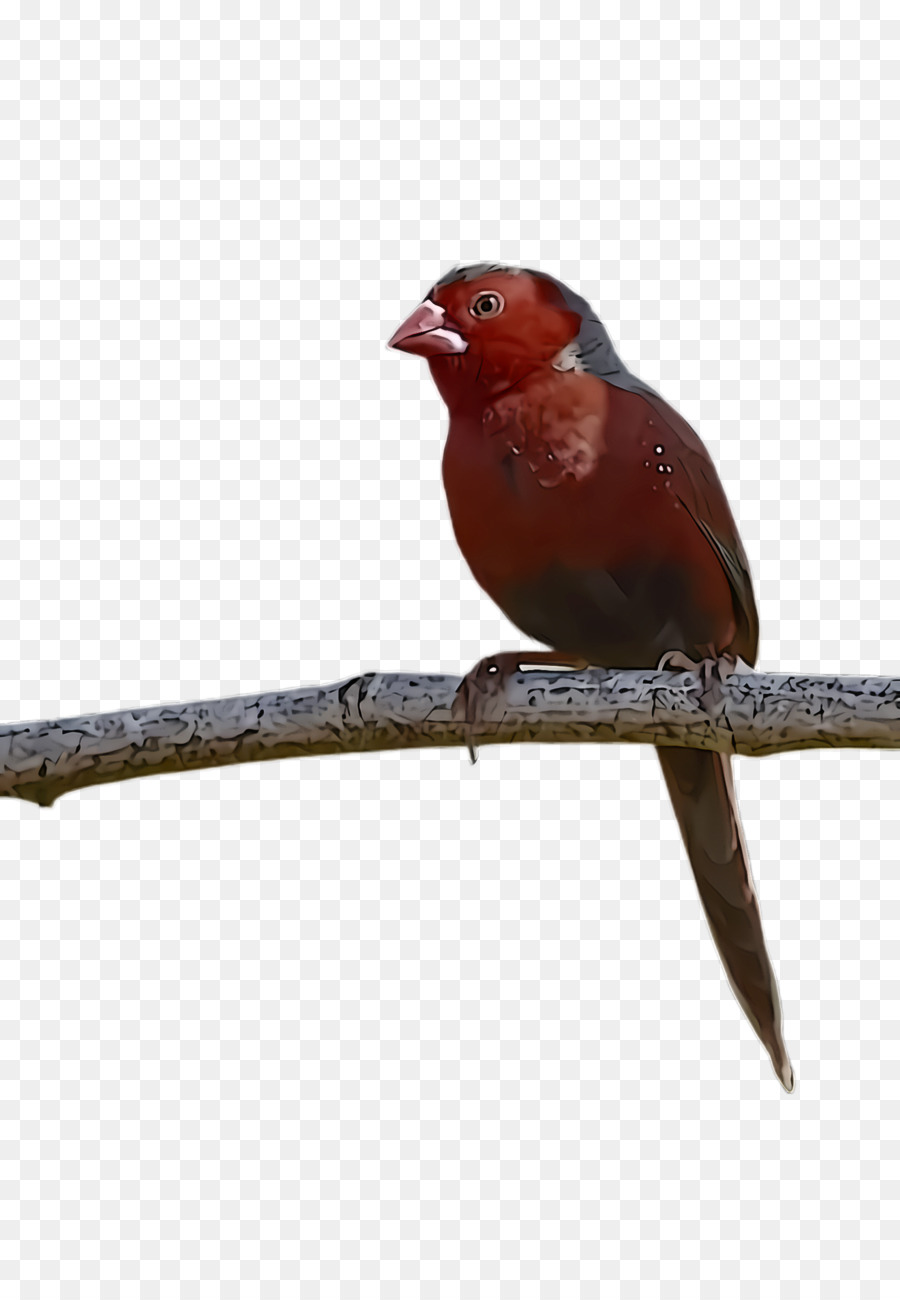 الطيور，منقار PNG