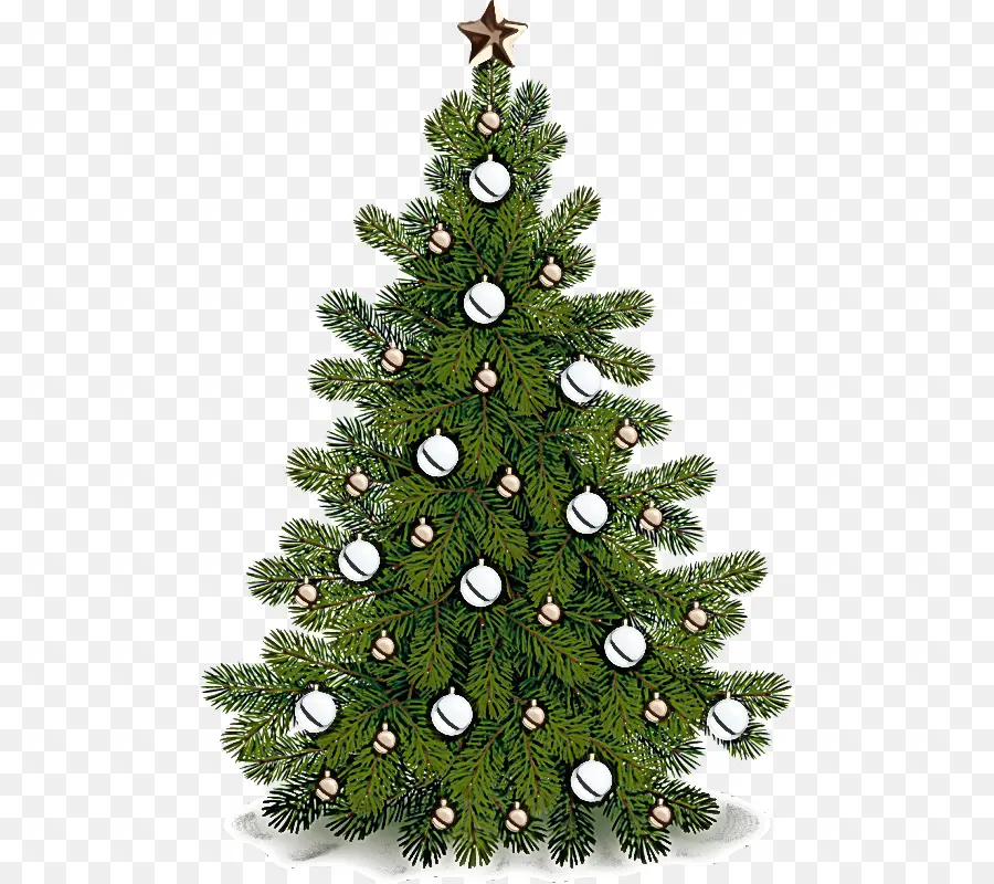 شجرة عيد الميلاد，بلسم التنوب PNG