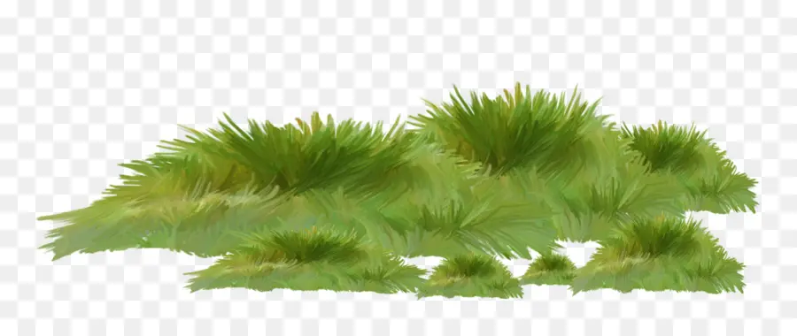 العشب，الأخضر PNG