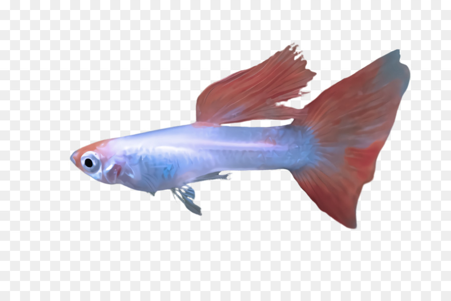 الأسماك，فين PNG