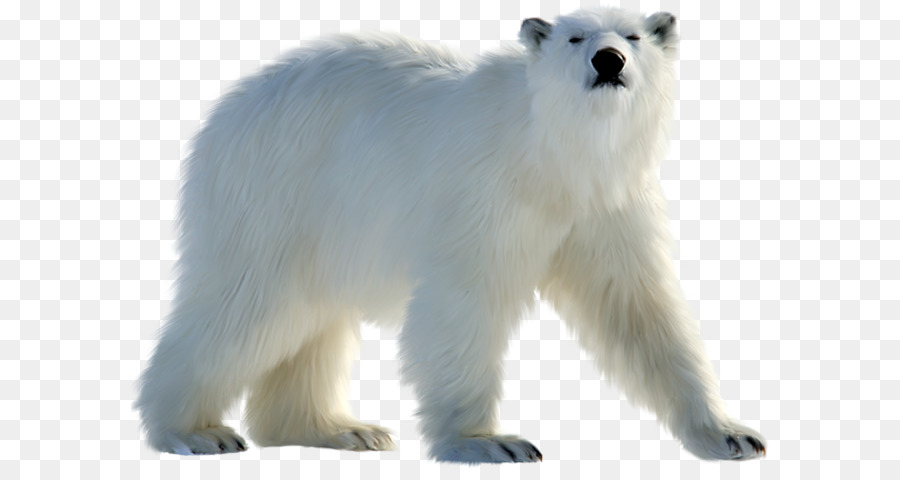 الدب القطبي，الدب PNG