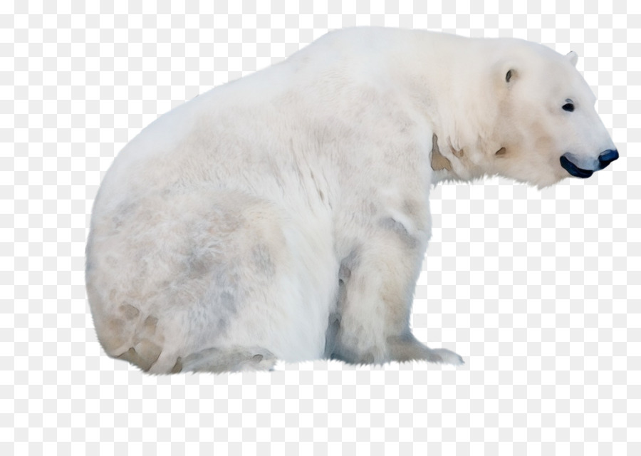 الدب القطبي，الدب PNG