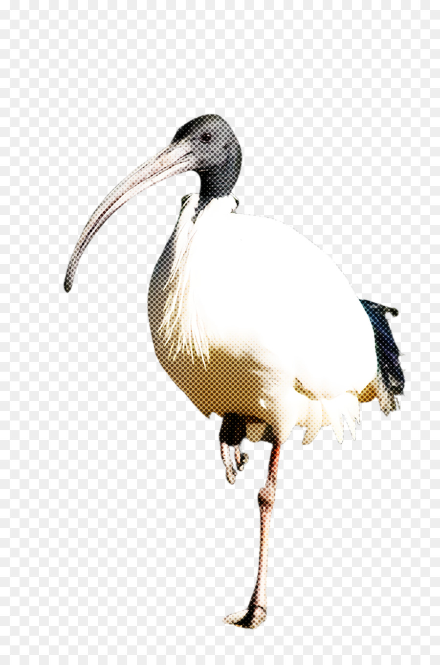 اللقلق，منقار PNG