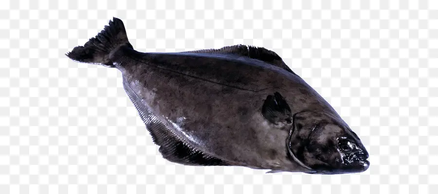 الأسماك， PNG