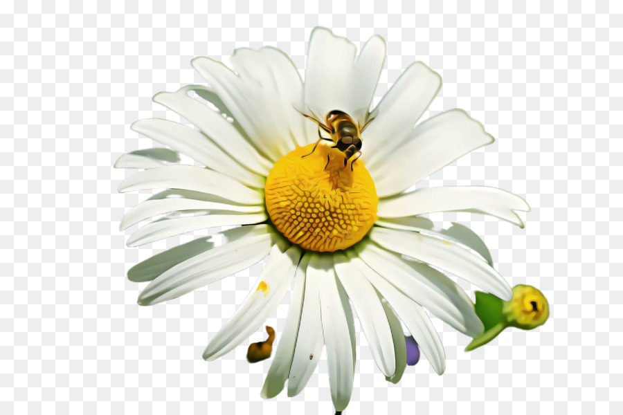 Oxeye ديزي，ديزي PNG