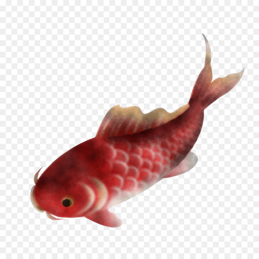 الأسماك，الذيل PNG