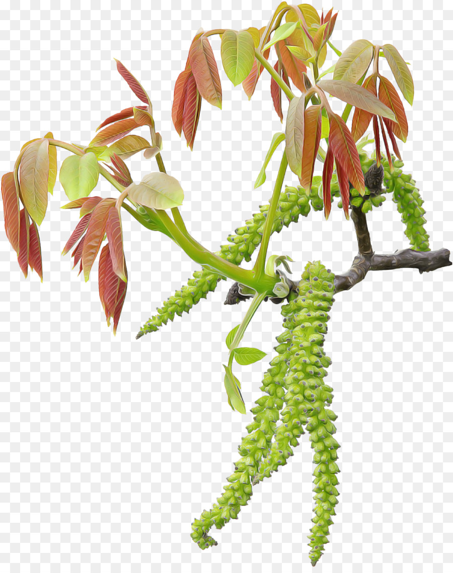 ورد，نبات PNG