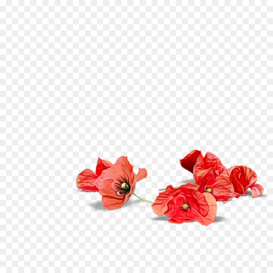 الأحمر，زهرة PNG