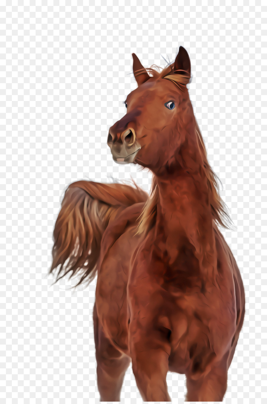 الحصان，حميض PNG