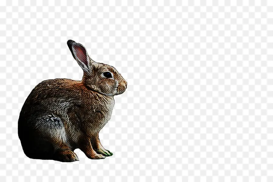 أرنب，الأرانب والأرانب البرية PNG