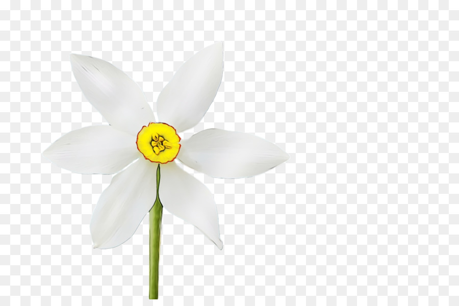 الأبيض，زهرة PNG