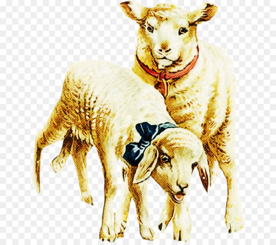 الأغنام, الماعز, الثروة الحيوانية صورة بابوا نيو غينيا