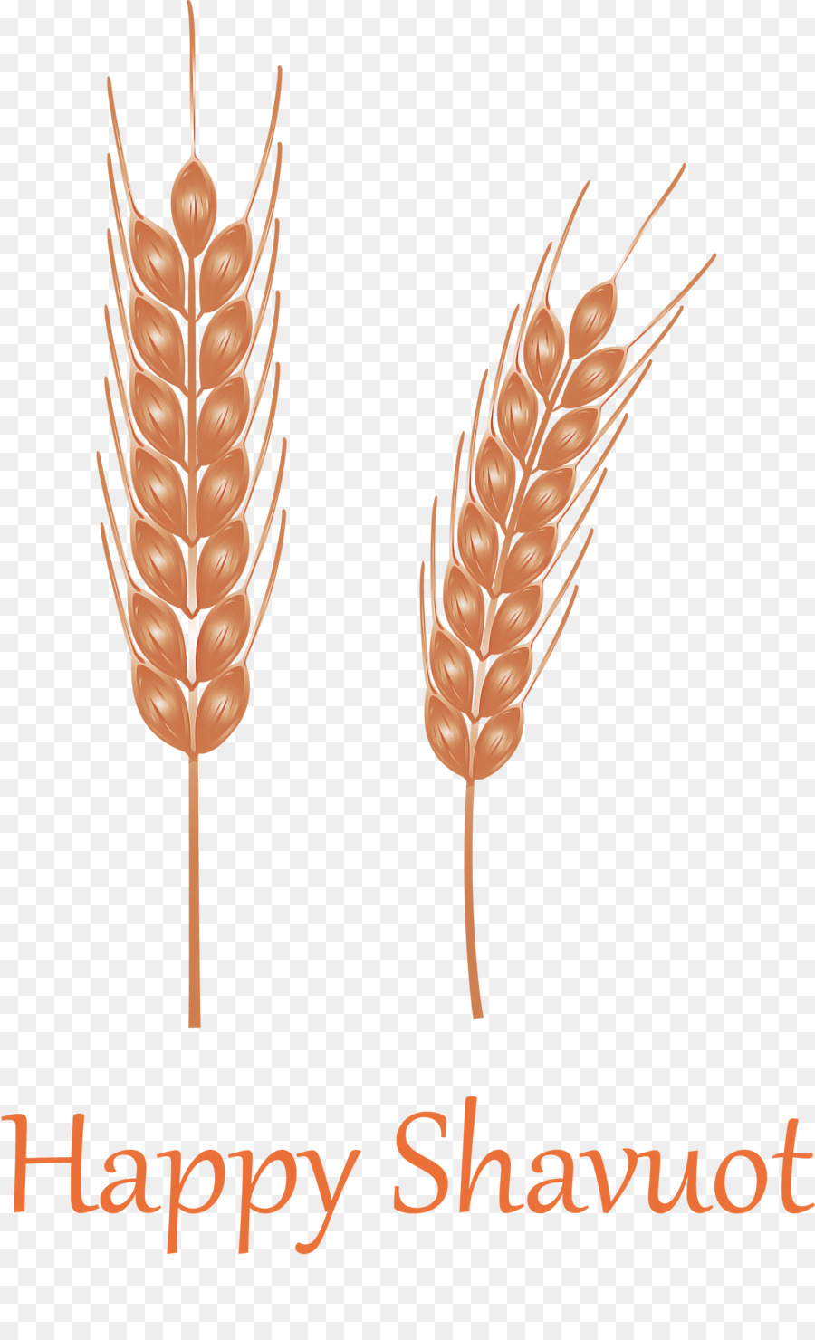 القمح，العشب الأسرة PNG
