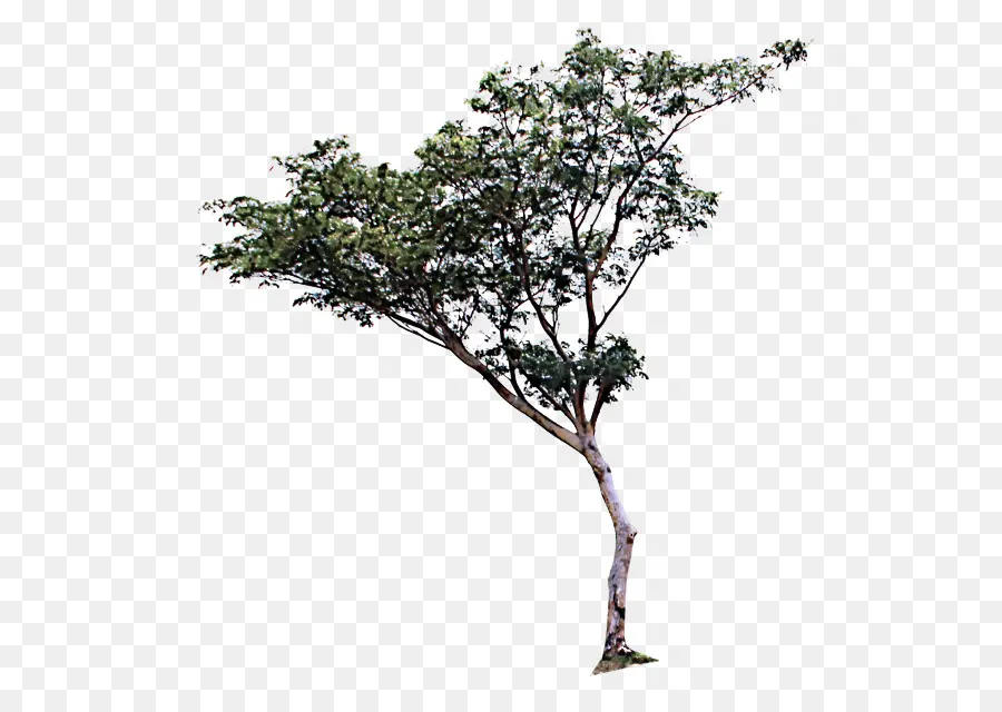 شجرة，مصنع PNG