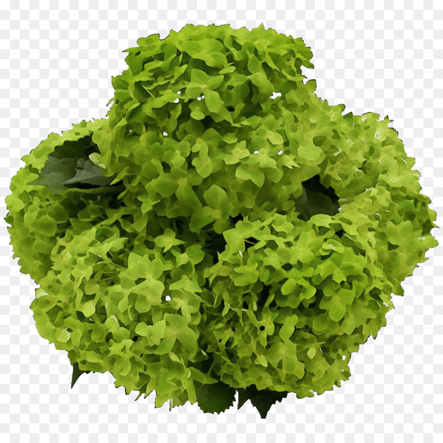 الخس，Rapini PNG