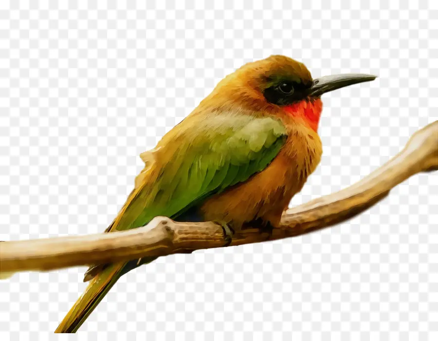 Beeeater，Jasamrs PNG