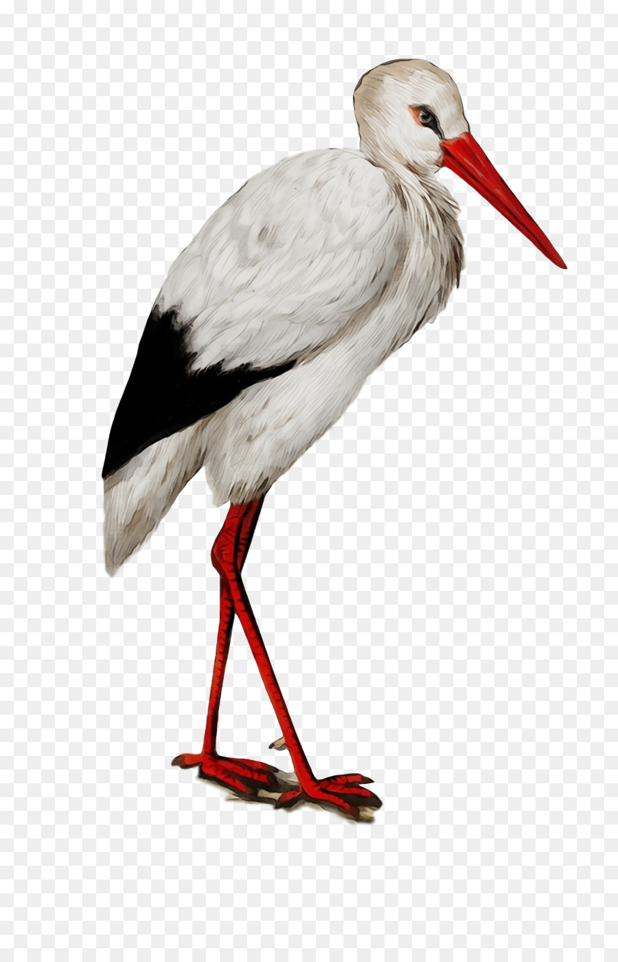 اللقلق الأبيض，الطيور PNG