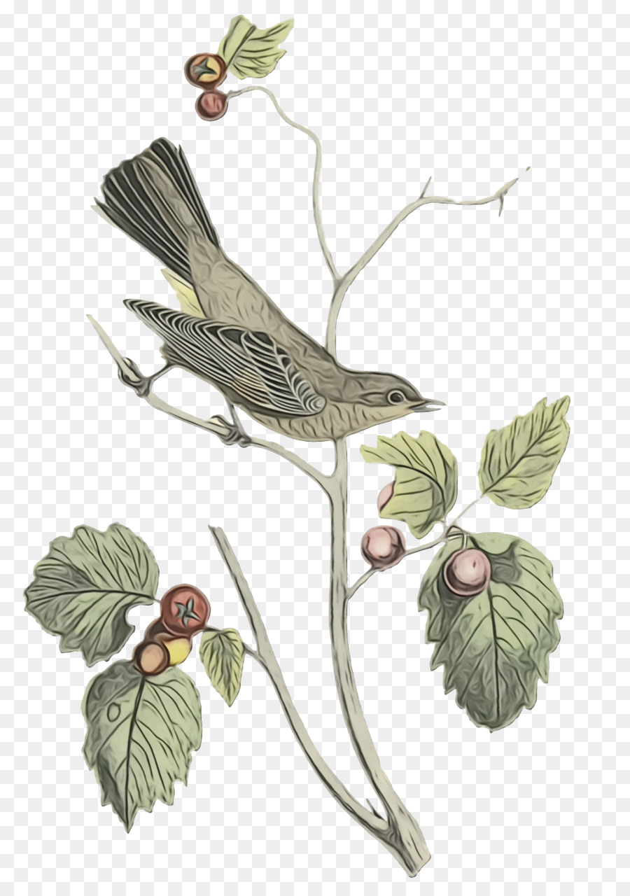 غصين，Coraciiformes PNG