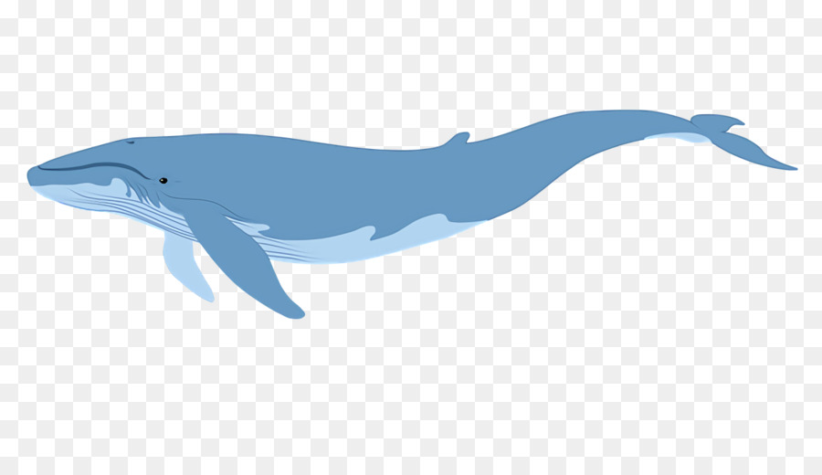 Roughtoothed دولفين，Wholphin PNG