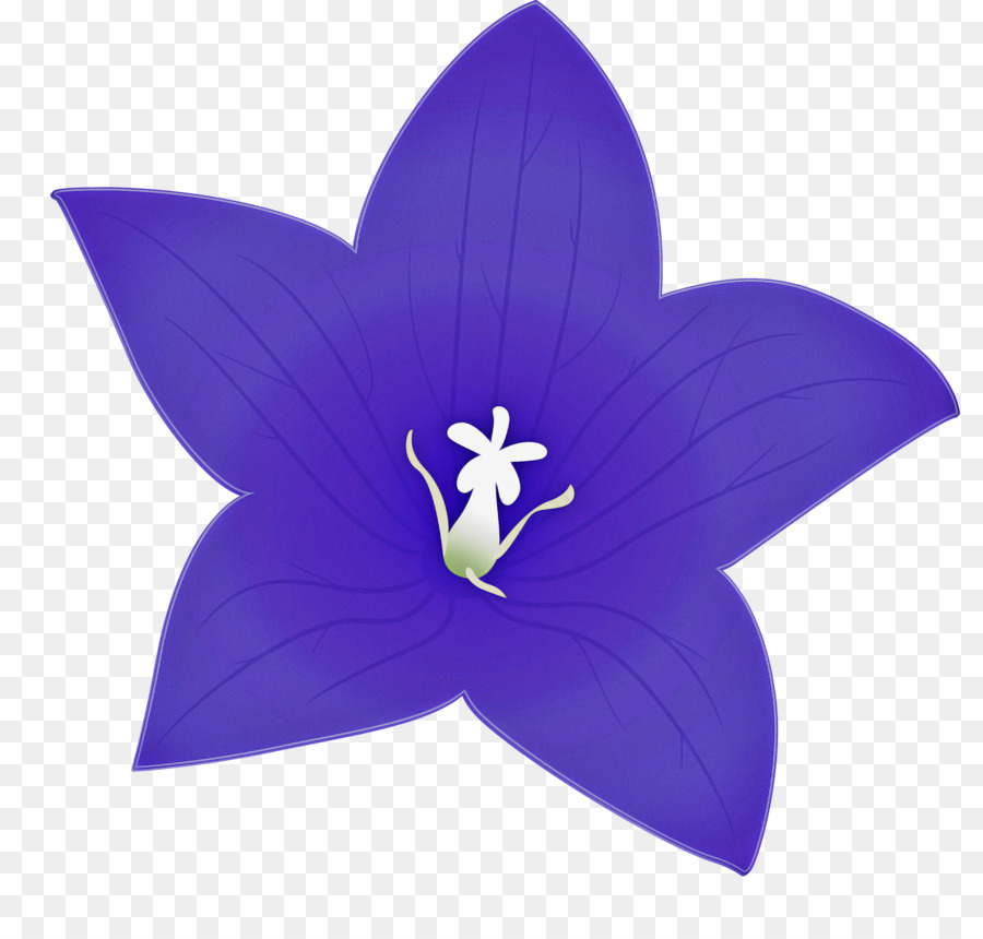الكوبالت الأزرق，زهرة PNG