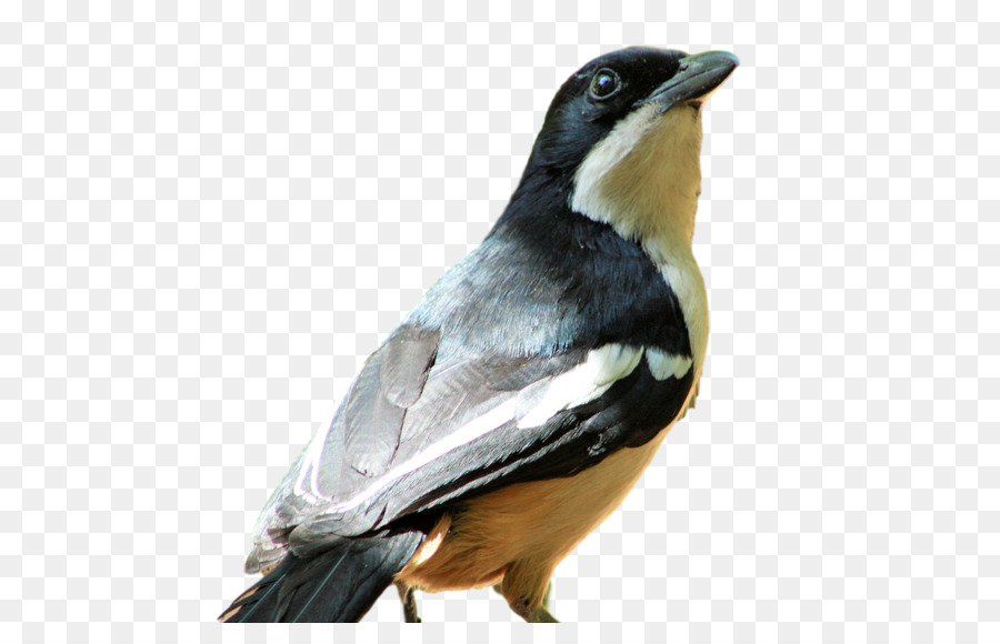الجواثم，الطيور PNG