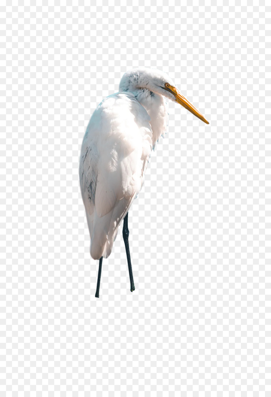 طائر اللقلق，البلشون الأبيض PNG