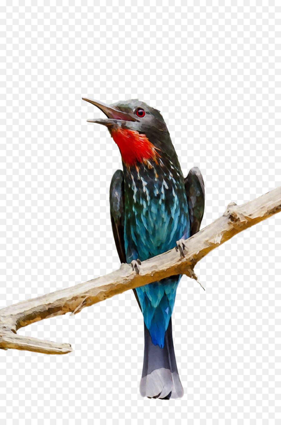 Coraciiformes，منقار PNG