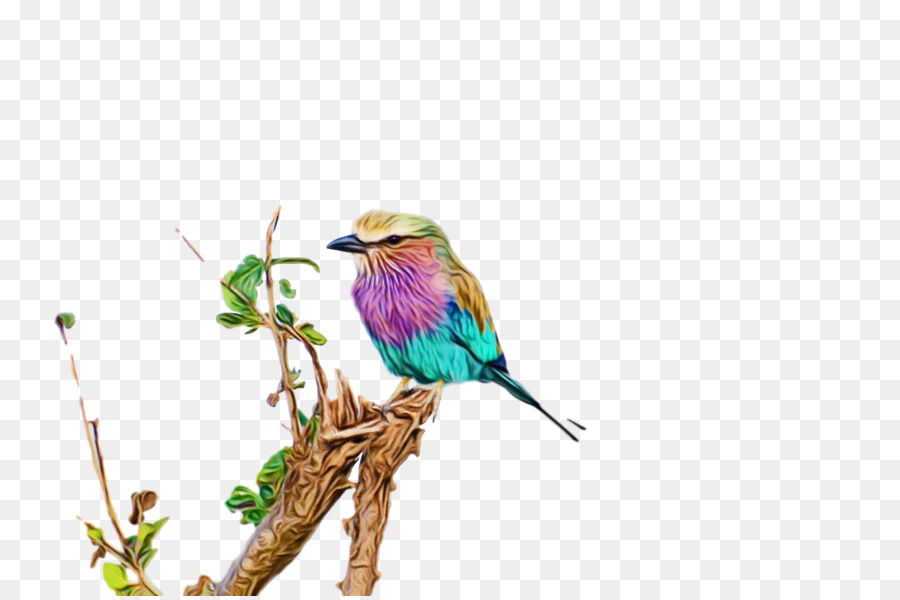 الطيور，Beeeater PNG