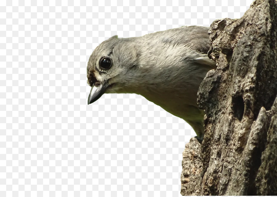 Piciformes，منقار PNG