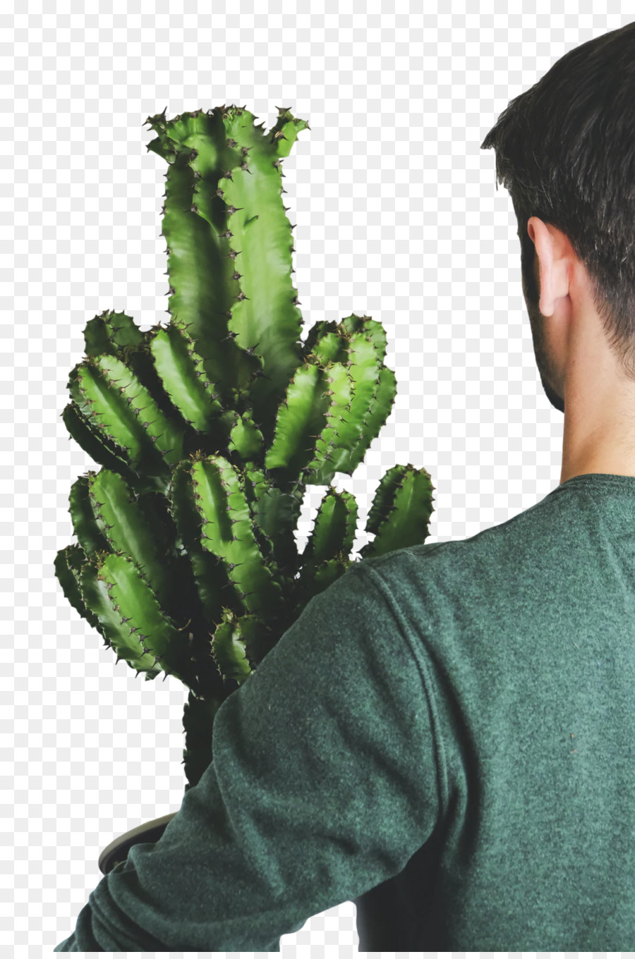 Nopal，النباتات PNG