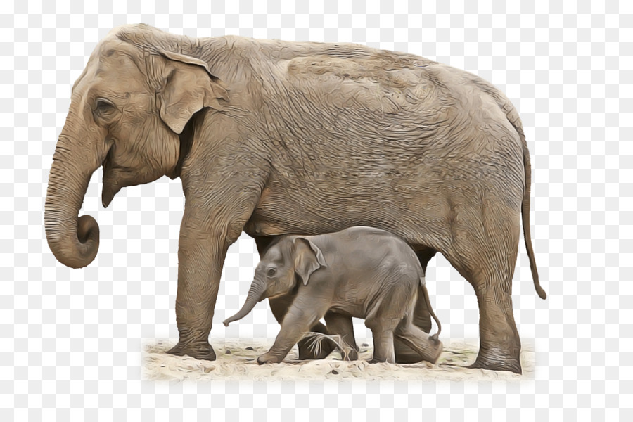 الفيلة الأفريقية，الفيل PNG