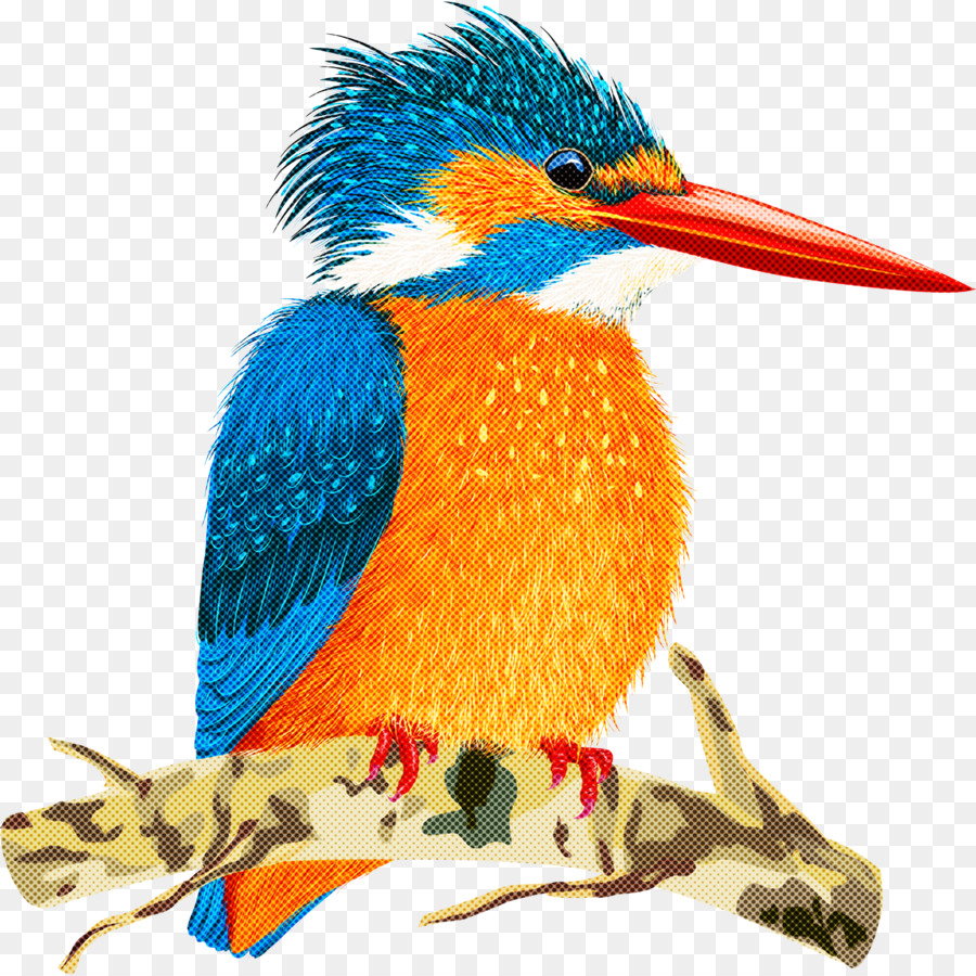 Coraciiformes，منقار PNG