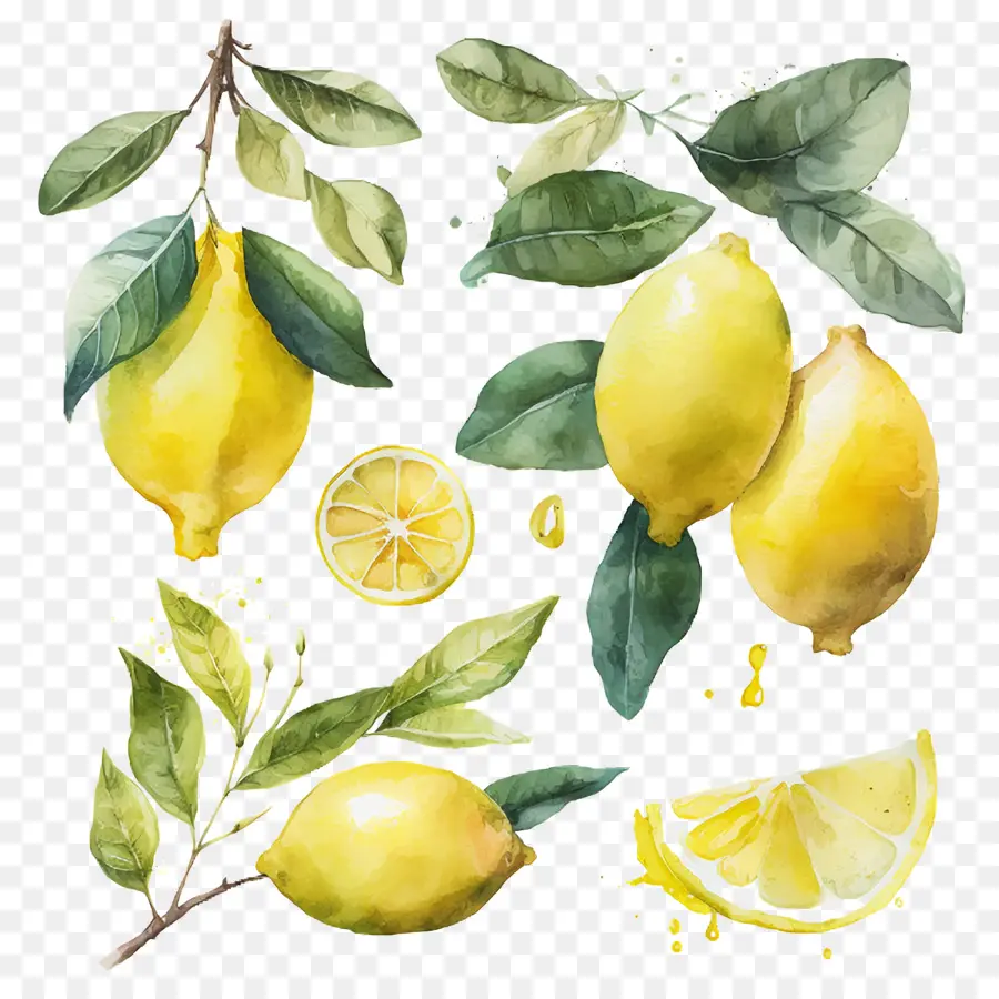 الليمون بالألوان المائية，الليمون الأصفر PNG