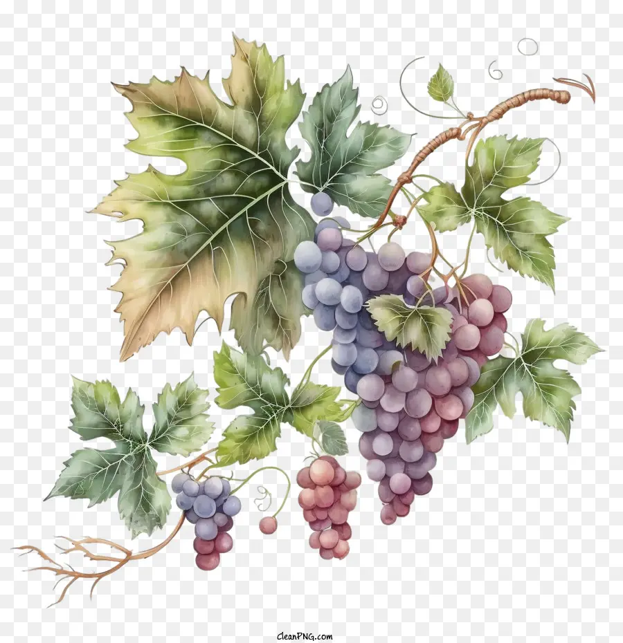 العنب الرجعية，العنب بالألوان المائية PNG