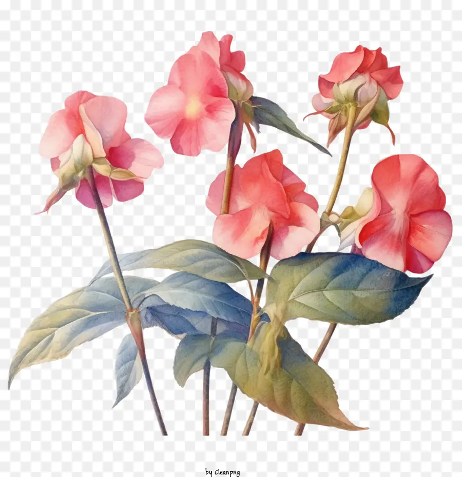 زهرة Impatiens，ألوان مائية الزهرة الزهرة PNG