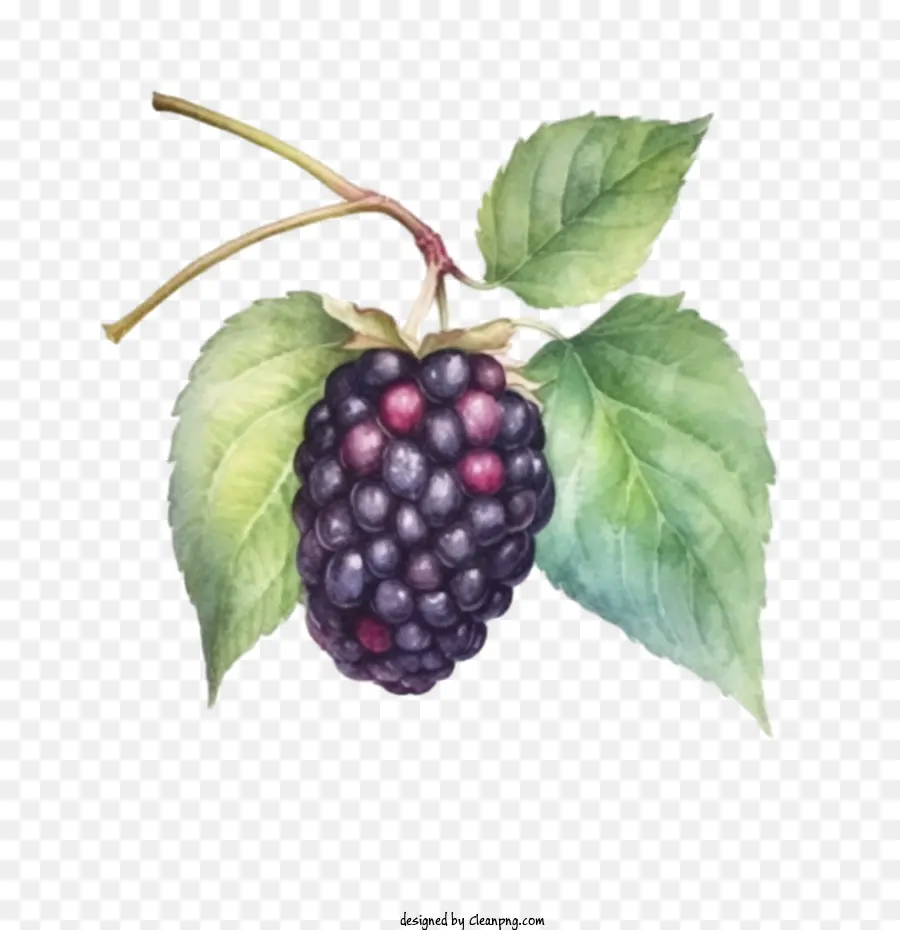 بلاك بيري，الفاكهة PNG
