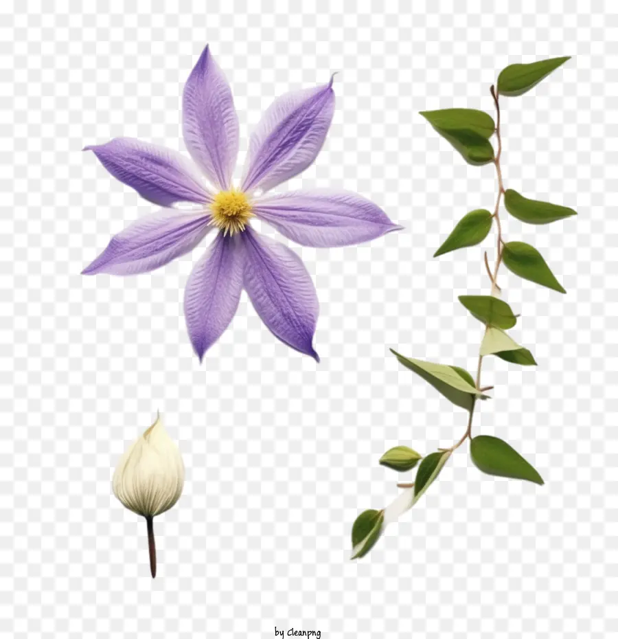 زهرة كليماتيس，الأرجواني زهرة PNG