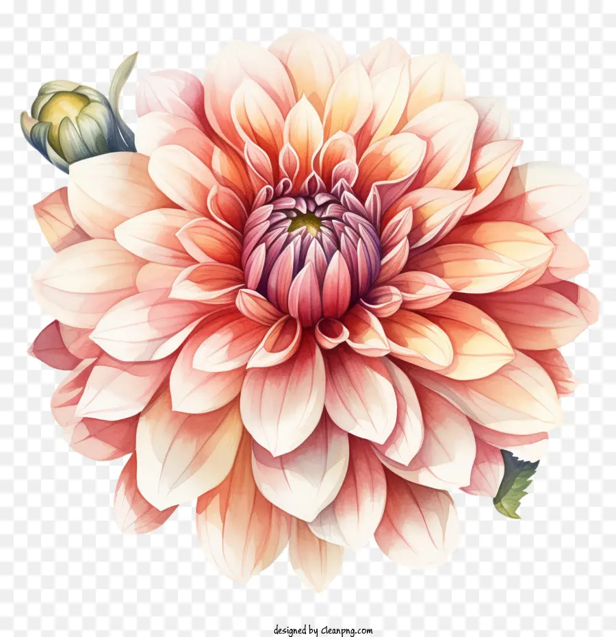 زهرة الداليا，زهرة الوردي PNG