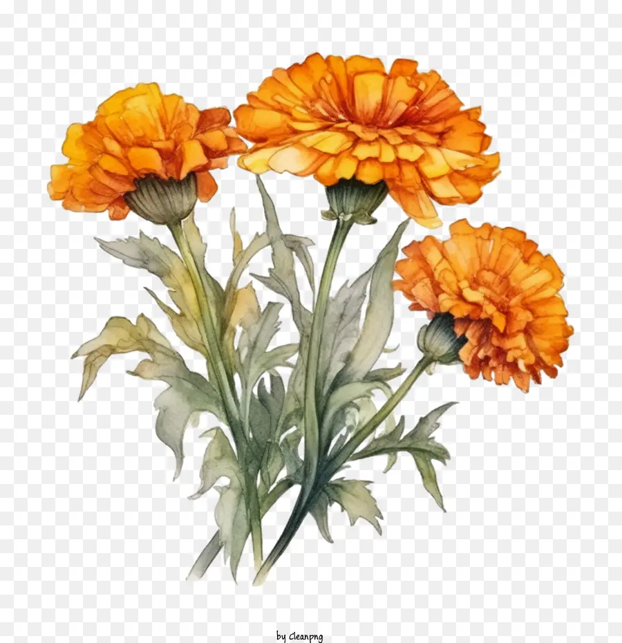 زهرة القطيفة，باقة من الزهور البرتقالية PNG