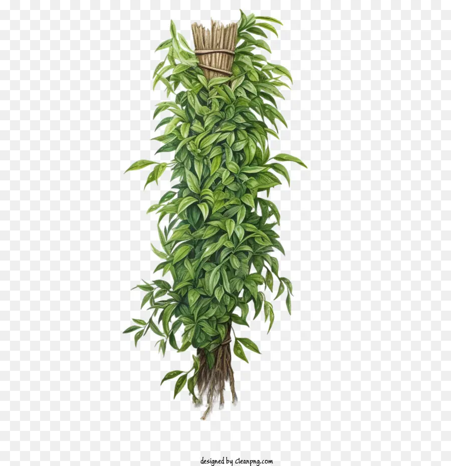 نبات طويل الأخضر，نبات النسيج PNG