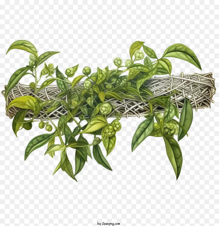 نبات طويل الأخضر，نبات النسيج PNG