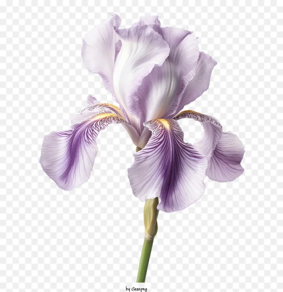 زهرة السوسن，القزحية الأرجواني PNG