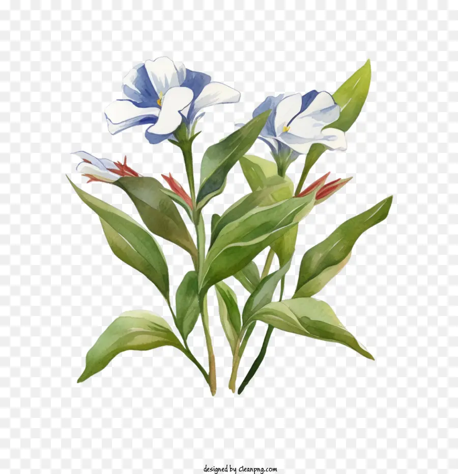فينكا زهرة，ألوان مائية PNG
