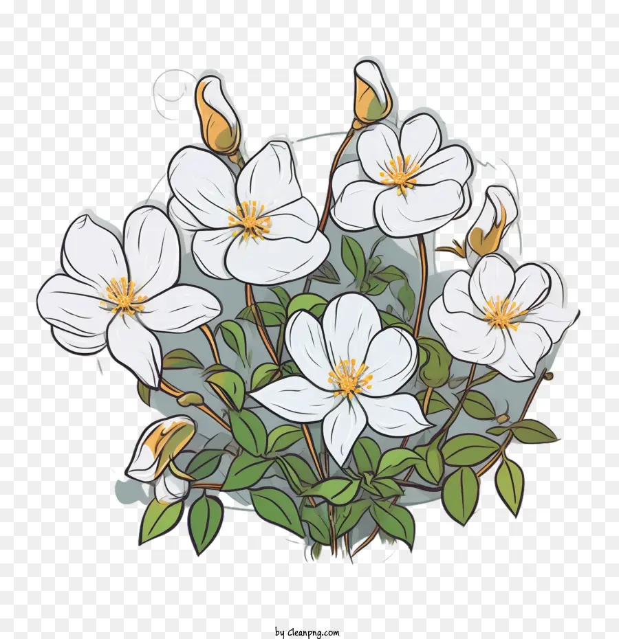 زهرة الياسمين，الزهور البيضاء PNG