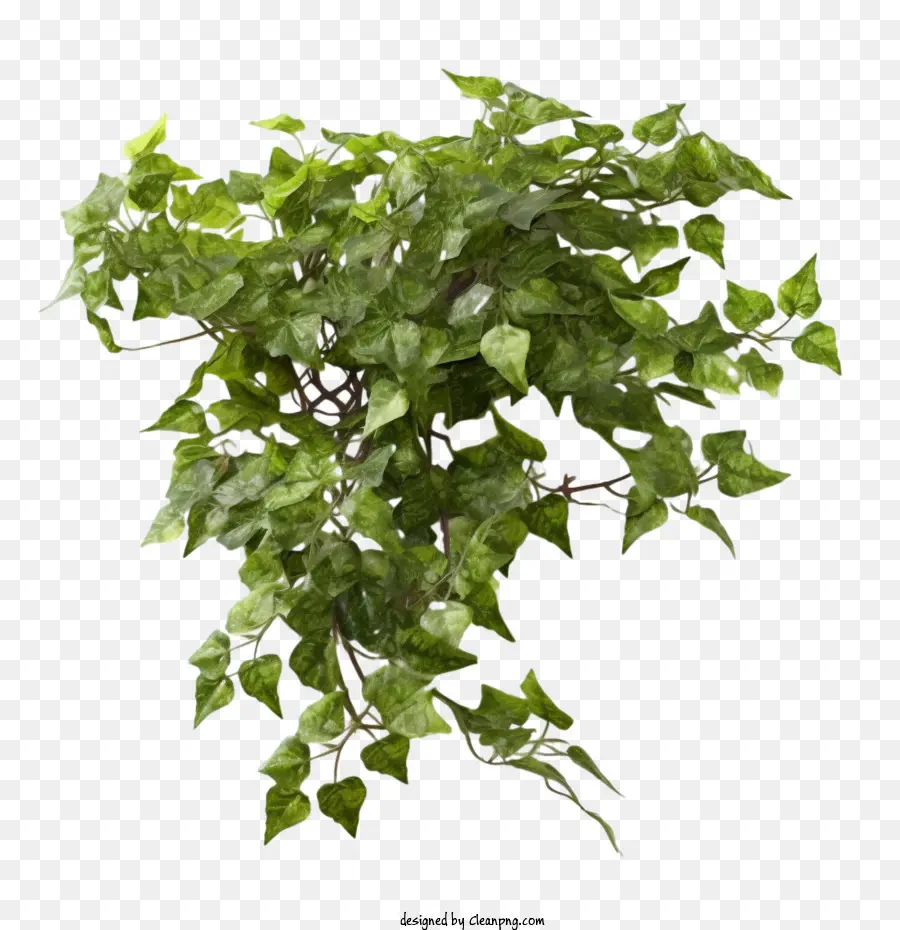 نبات اللبلاب，الأخضر PNG