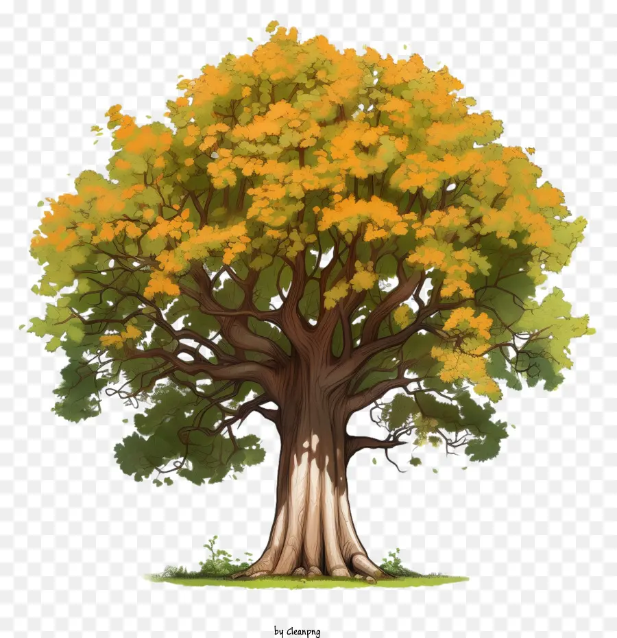 شجرة القيقب，شجرة PNG