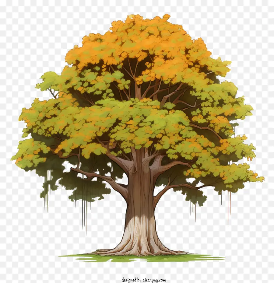شجرة القيقب，شجرة PNG