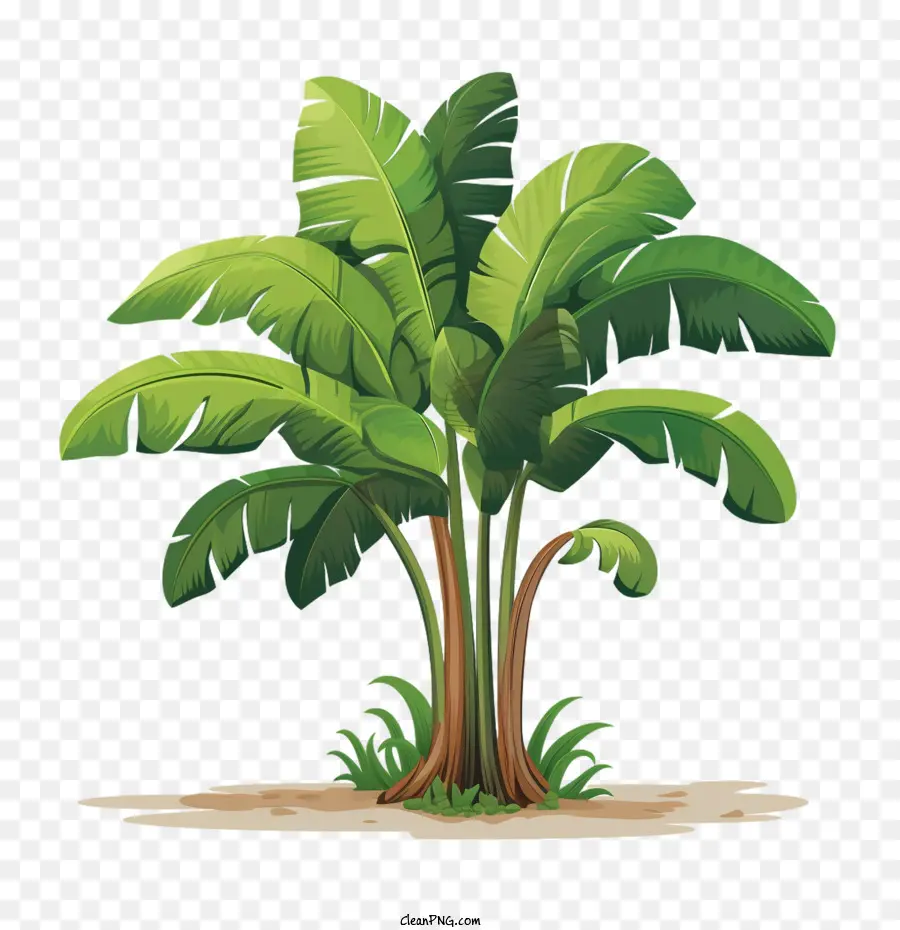 شجرة الموز，شجرة استوائية PNG
