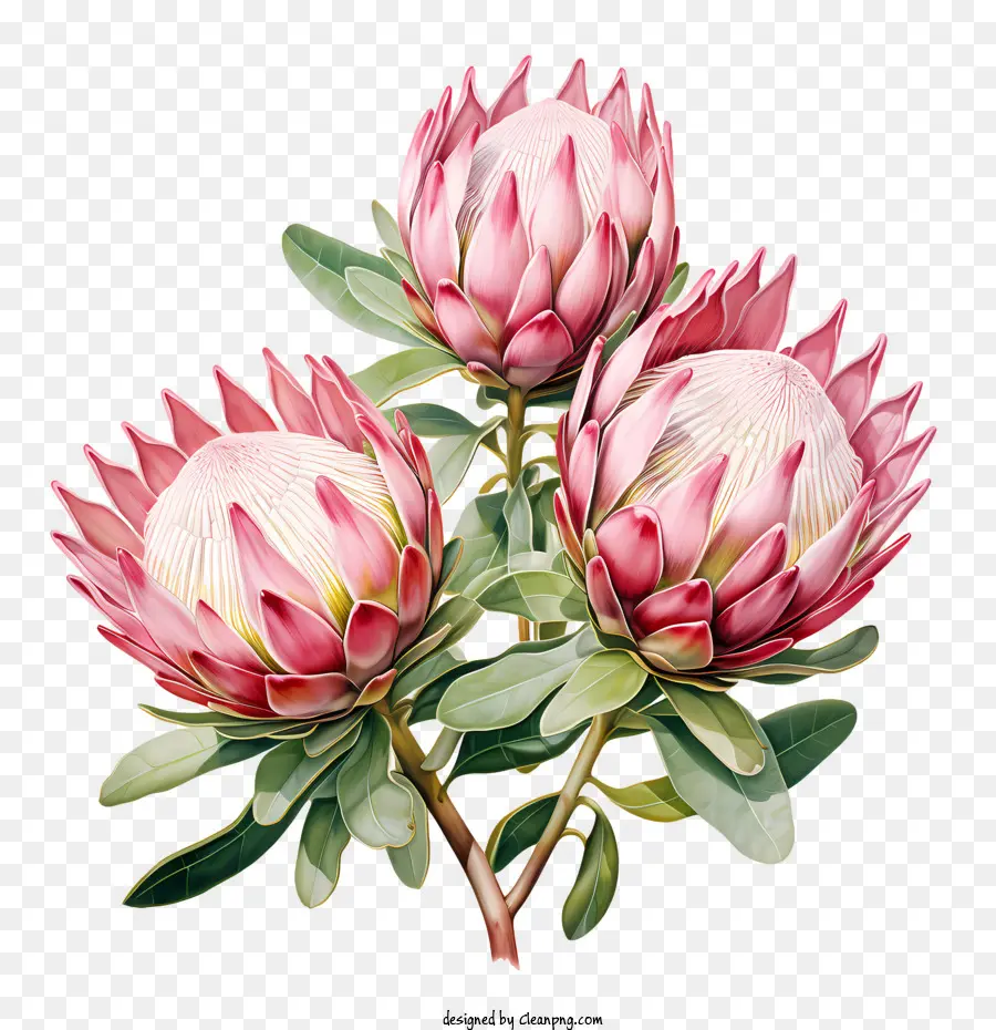بروتيا زهرة，الوردي PNG